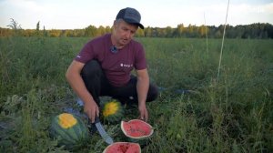 Арбуз Соренто F1. Ранний и высокоурожайный гибрид Синегнта. Опыт выращивания в КФХ "Бахча Гринько".