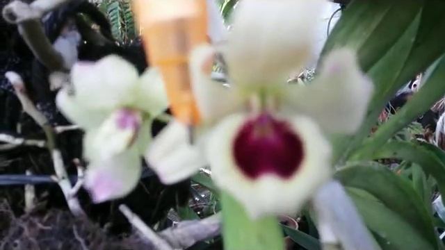 fragrant orchids - Dendrobium nobile & coelogyne pandurata (update) смотреть онлайн