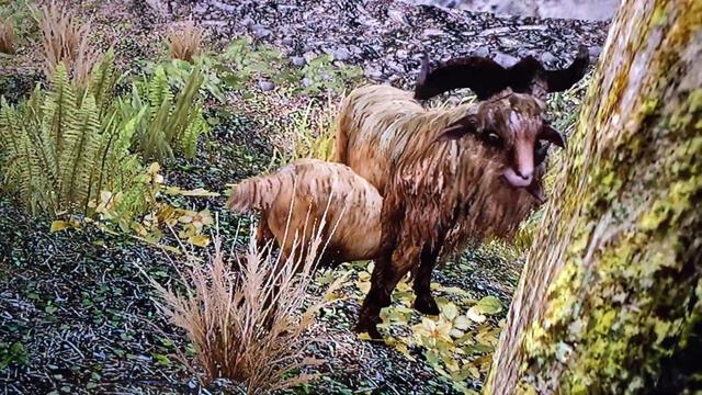 Two Skyrim goats mating смотреть онлайн