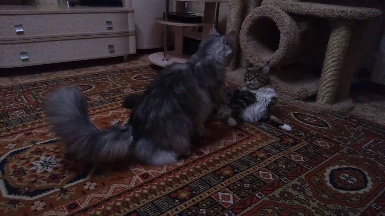 Из жизни котиков смотреть онлайн