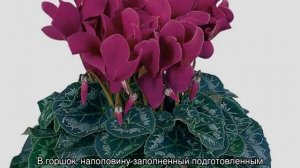 Как пересадить цикламен дома правильно