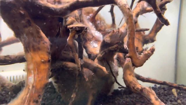 Аквариум ум Fluval Flex 57L смотреть онлайн