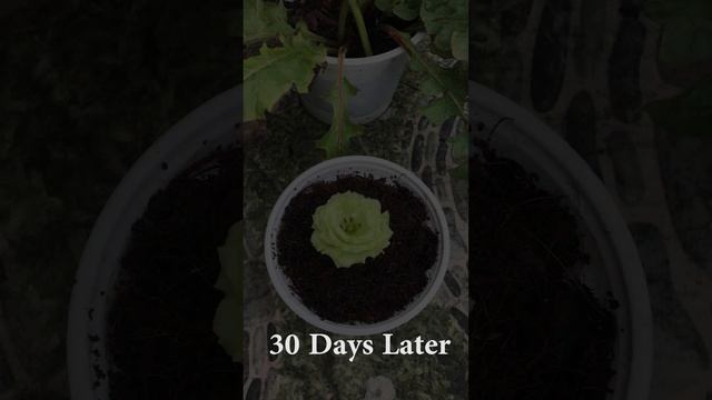 Tips For Propagating Flowers Eustoma Russellianum