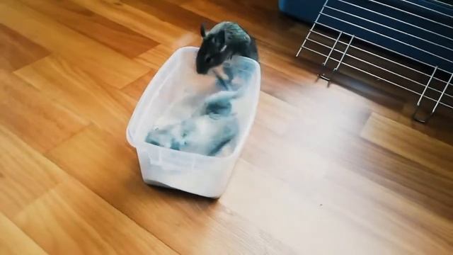 Белка дегу мило купается - degu смотреть онлайн