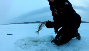 ЛОВЛЯ СУДАКА НА ТЮЛЬКУ.РЫБАЛКА НА ВЕРХНЕЙ ВОЛГЕ.