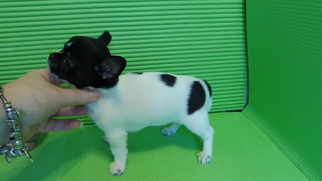 ПРОДАН - МАРИ МИСТИК СИЛЬВИО ВАЛЕНТИ - СКОРО 2 МЕС #КУПЛЮЧИХУАПРОДАЮЩЕНКА смотреть онлайн