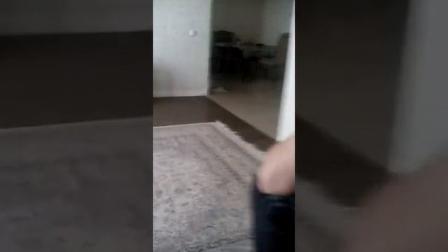 Как играются грифоны смотреть онлайн