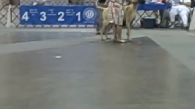 2012 GREAT DANE DOG SHOW RICHMOND VA JUL 2 смотреть онлайн