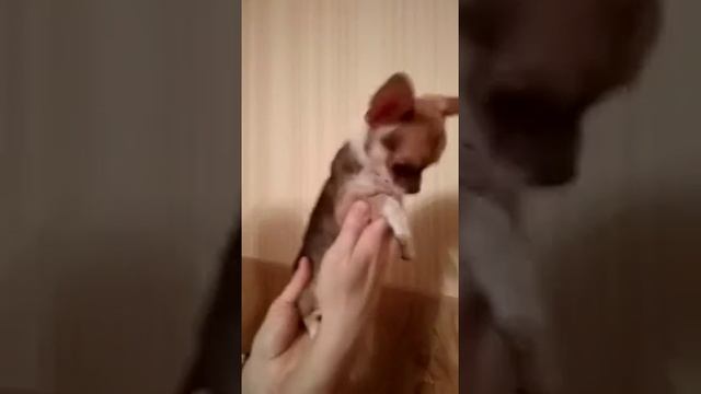 Девочка чихуахуа окрас шоколадный соболь смотреть онлайн