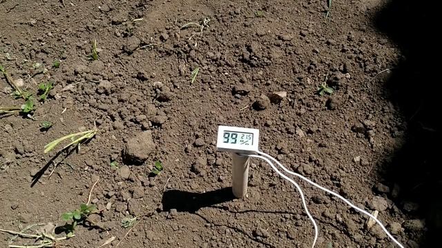 🍇 Вы ЗАДЕРНЯЕТЕ или МУЛЬЧИРУЕТЕ виноград? ПОЧЕМУ я против. Немного размышлений. смотреть онлайн