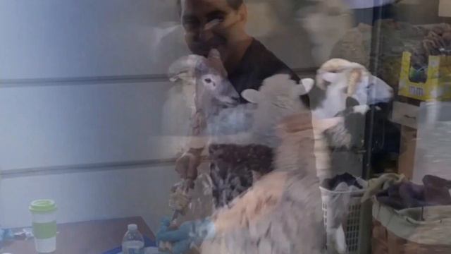 Xorovats Shat Lav Bane