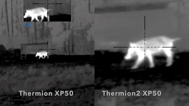 Pulsar Thermion 2 XP50 vs. Thermion XP50 Side by side comparison on Wild Boar смотреть онлайн