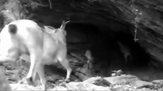 Hidden Camera Скрытая камера