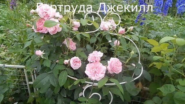 5 роз Д.Остина.Создаем розарий.2 ряд в розовых тонах.Эйншент Маринер,Джеймс Галвей и др.Часть 3. смотреть онлайн