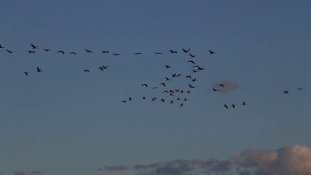 Стая журавлей закрывает небо. Серый журавль (Grus grus). смотреть онлайн