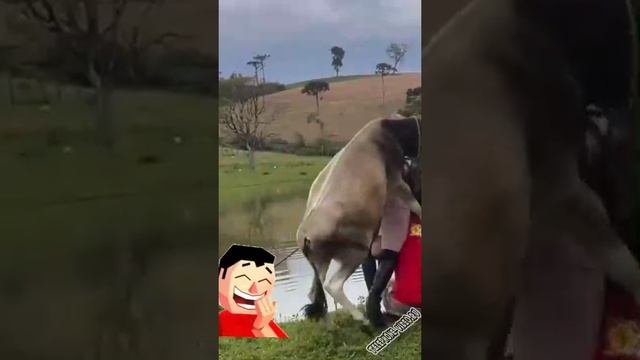 юмор смотреть онлайн