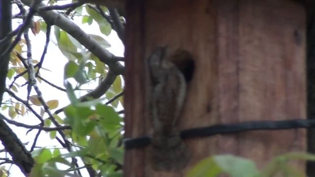 В нашем скворечнике поселилась птичка! смотреть онлайн