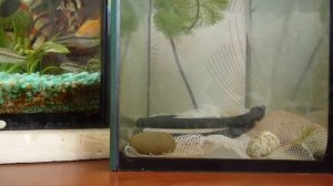 нерест барбусов суматранских  №1