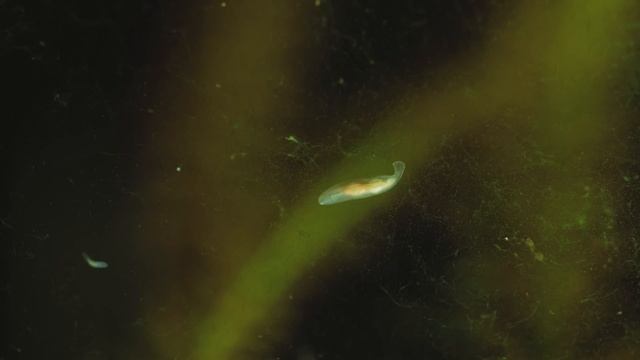 The Life Cycle of a Pea Pufferfish смотреть онлайн