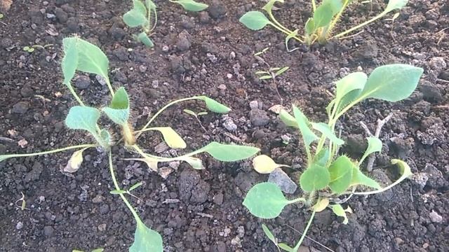 Высадка в грунт сеянцев меконопсиса смотреть онлайн