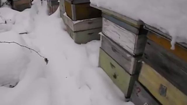 наружный контроль зимующих пчел, и выявление проблемных в зимовке семей