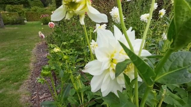 DAHLIA WHITE PERFECTION IN PARK VORDENSTEIN SCHOTEN 2022 смотреть онлайн