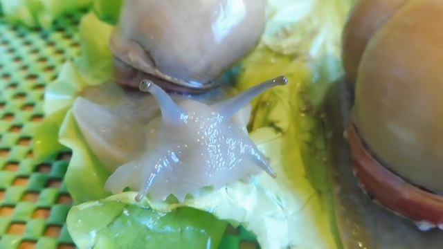 ЦЕНЫ НА УЛИТОК АХАТИН , МЕГАСОВ . WC , F1 , F2 , F3 - ЧТО ЭТО ?( ПИТОМНИК "МАРИ МИСТИК" ) смотреть онлайн