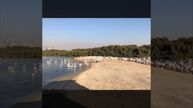 Ras Al Khor Wildlife Sanctuary | Dubai