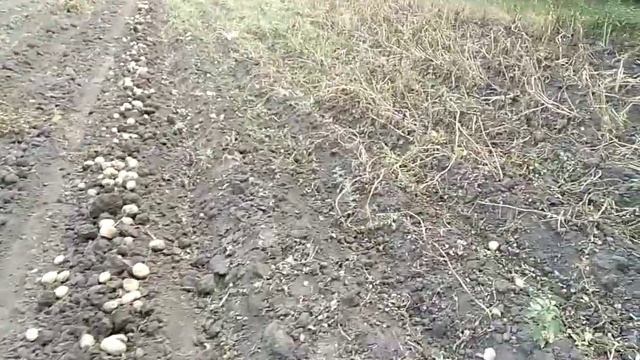 Самодельная картофелекопалка с ДВС,копаем урожай 2019. смотреть онлайн