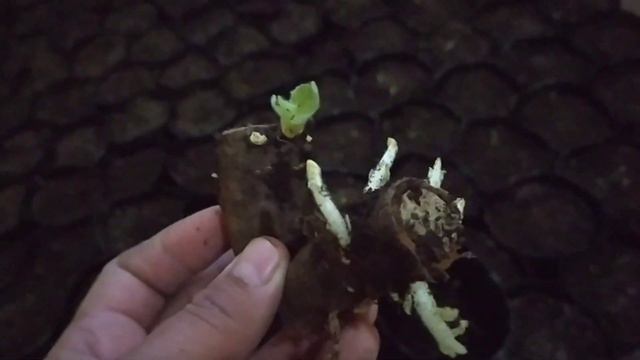 100 фоиз Аригинал ФТЕ Ва М1 Навларига заказ оламиз Нурафшон туй-тепа тел +998908101870. смотреть онлайн