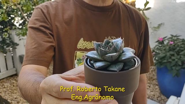 NOVIDADE EM PLANTAS SUCULENTA: Echeveria purpusorum Var:'Dionysus' Prof.Roberto Takane смотреть онлайн