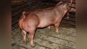 ДЮРОК ПОРОДА СВИНЕЙ. УХОД. СОДЕРЖАНИЕ. ВСЕ О ПОРОДЕ!!!