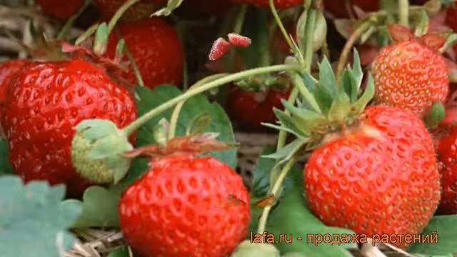 Земляника садовая Карнавал (karnaval) ? обзор: как сажать, рассада земляники Карнавал
