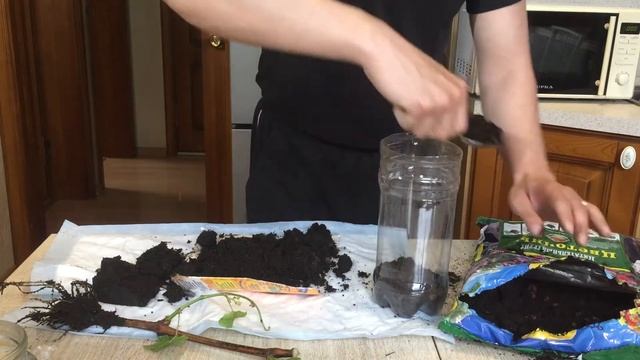 Посадка черенков винограда в бутылки смотреть онлайн