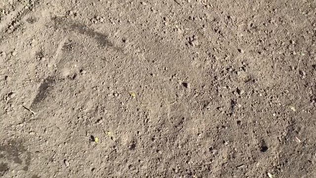 22 марта 2022г. Жизнь продолжается.Что уже посеяно. Не забыть закрыть влагу! смотреть онлайн