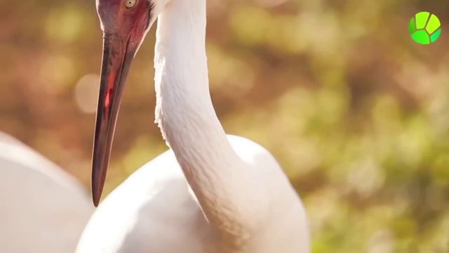 Tricolor TV Magazine. Выпуск 6