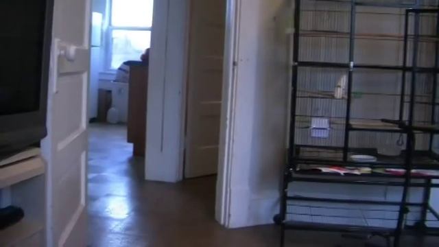 Canary Flying around the house - Super Hand Tame - смотреть онлайн