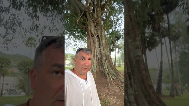 Прикольное название дерева смотреть онлайн