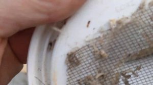 Восковая моль. Как я развожу восковую моль