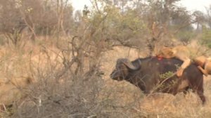 Буйвол и львы