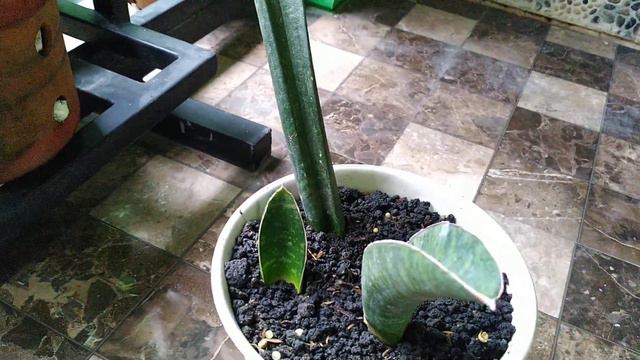 Sansevieria Sinus Zimbabwe
