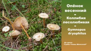 Опёнок весенний - Коллибия лесолюбивая -  Gymnopus dryophilus