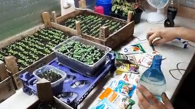 ПЕРВАЯ ПОДКОРМКА ПЕТУНИИ ДЛЯ ЛУЧШЕГО РОСТА корней чем подкормить петунию.mp4 смотреть онлайн