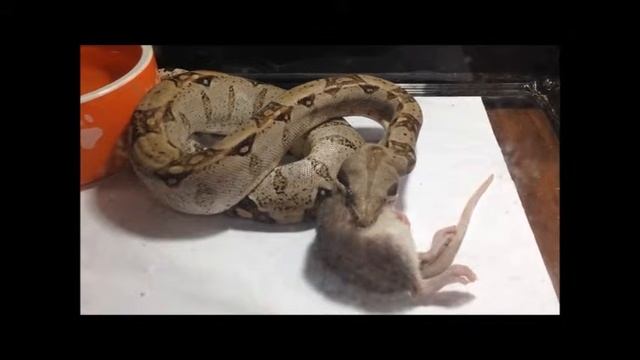 Кормление императорского удава