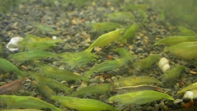 bobstropicalplants.com Caridina babaulti green shrimp смотреть онлайн