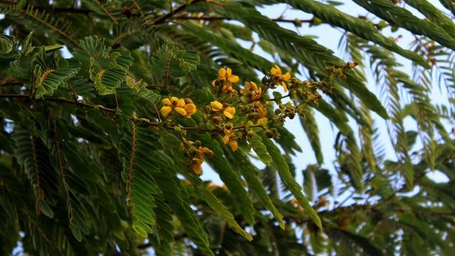 Angiosperm - Banksia Serrata