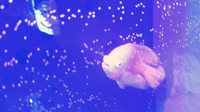 Shane's Vlogs | The Mega Tank SETUP! смотреть онлайн