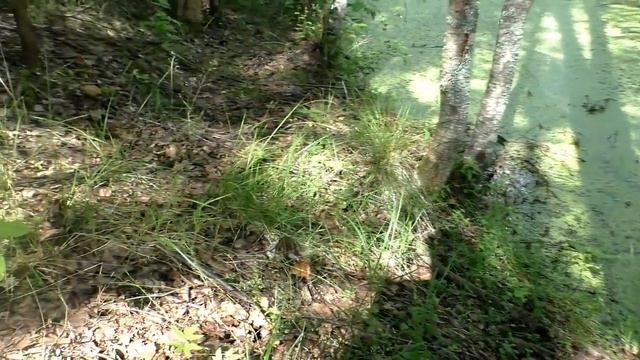 Эп.051.Грибы пошли вразнос. Поход в лес 15.07.23. Сбор белых грибов, подосиновиков под Ярославлем. смотреть онлайн