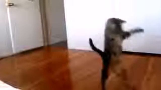 Кот ходит, как человек смотреть онлайн