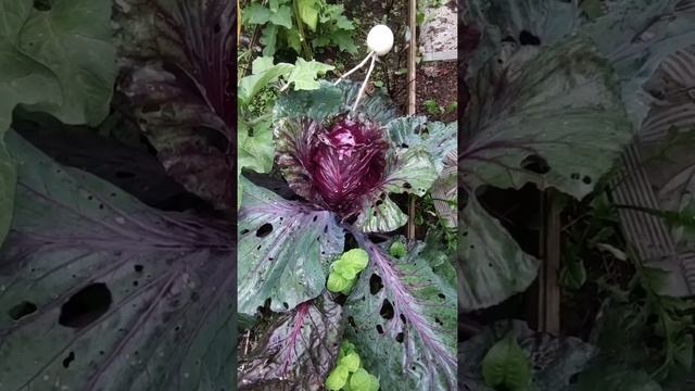 Мой приусадебный участок в начале октября / Экскурсия по огороду смотреть онлайн